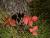 _A004052croofm.jpg